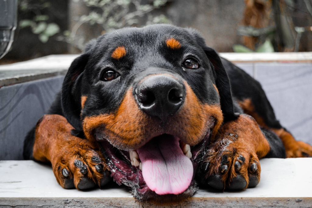 Rottweiler